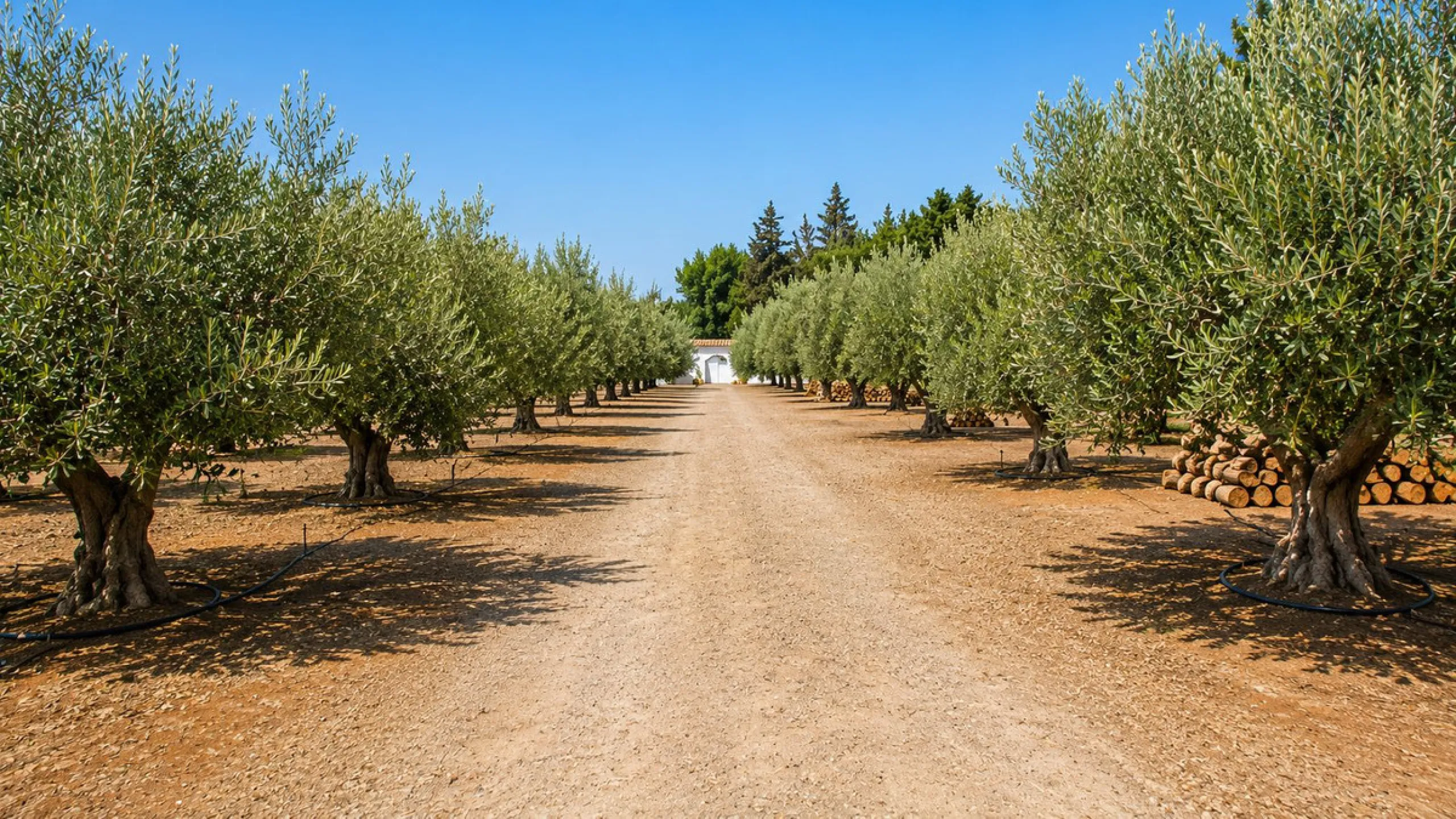 Charming Country Estate in El Padrón, Estepona — Just 5 Minutes from the Beach and Laguna Village