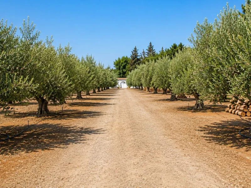 Charming Country Estate in El Padrón, Estepona — Just 5 Minutes from the Beach and Laguna Village