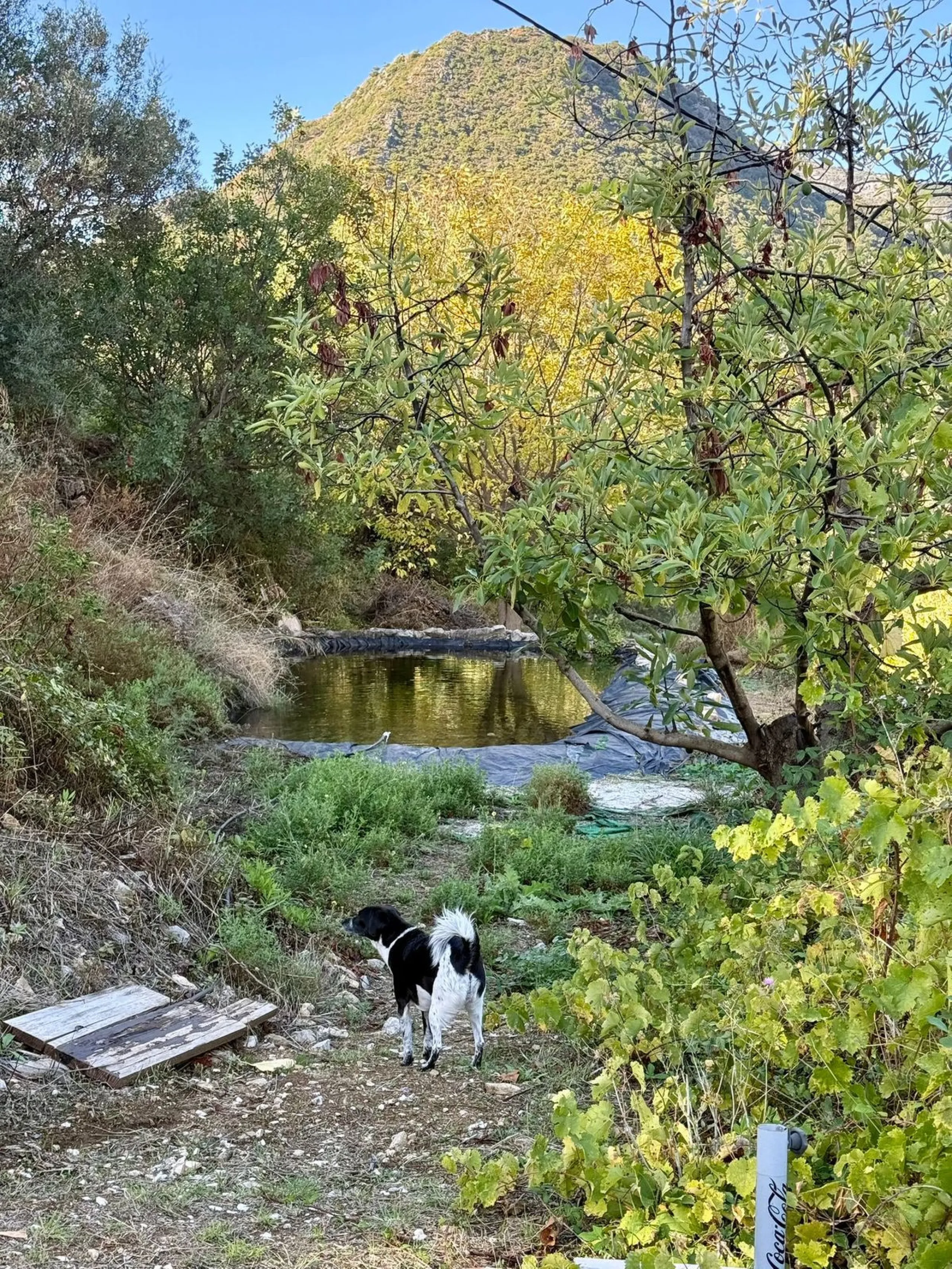 Leave the stress of the coast behind and discover your own paradise just 15 minutes from Marbella. This exceptional estate, nestled in the heart of the Sierra Blanca mountains, offers 60,000 m² of productive land, a true oasis of peace.