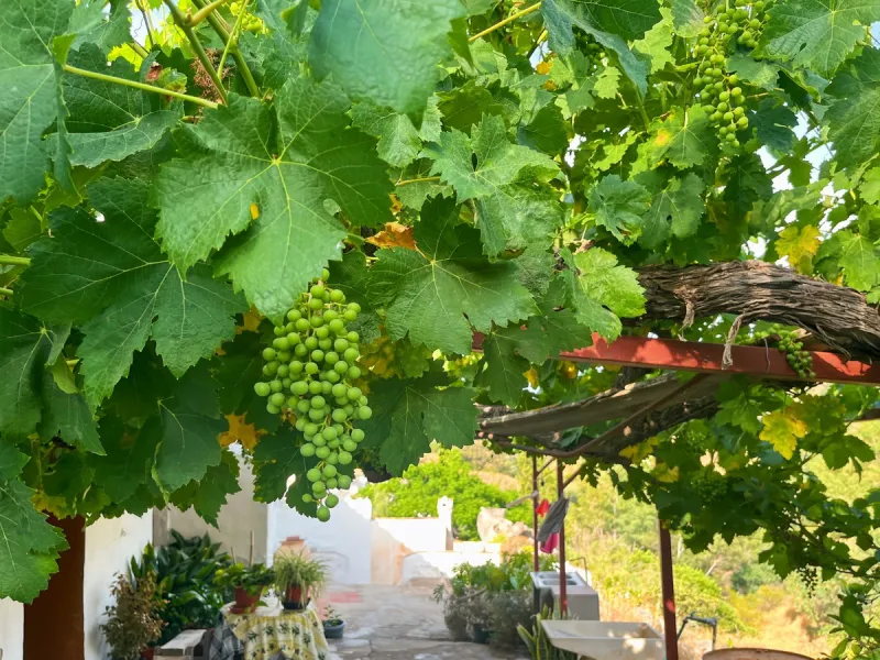 UNIQUE OPPORTUNITY: Authentic Mill House in Los Dioses - A Gem Full of Potential