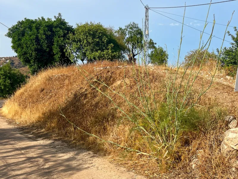 UNIQUE OPPORTUNITY: Authentic Mill House in Los Dioses - A Gem Full of Potential
