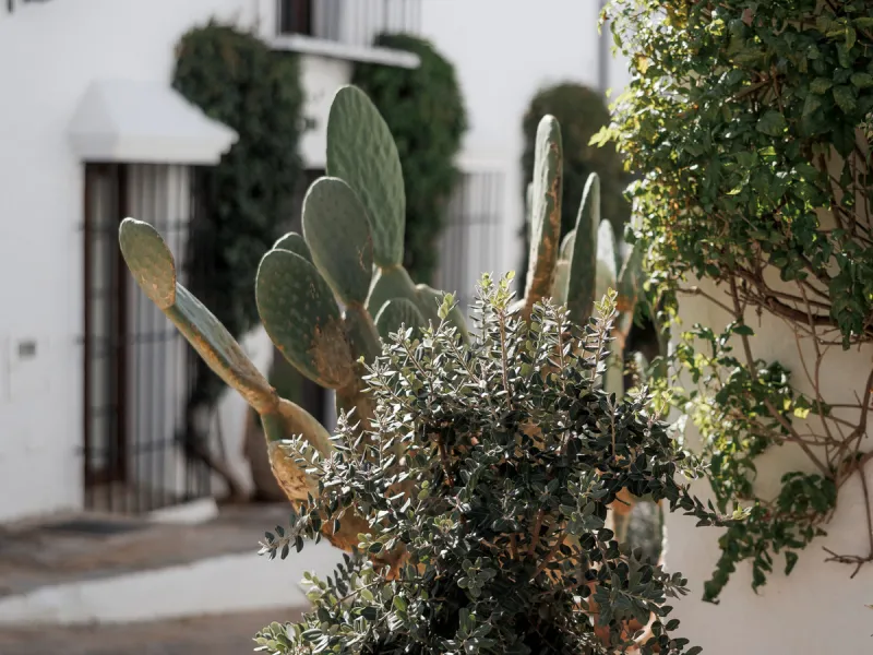 Discover this beautifully renovated townhouse in El Naranjal, one of the most charming and sought-after residential complexes in Nueva Andalucía.