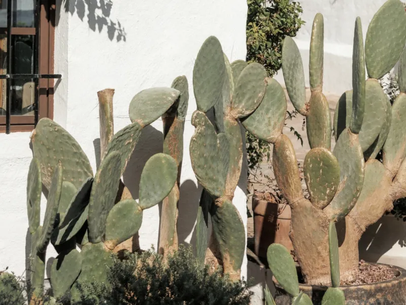 Discover this beautifully renovated townhouse in El Naranjal, one of the most charming and sought-after residential complexes in Nueva Andalucía.