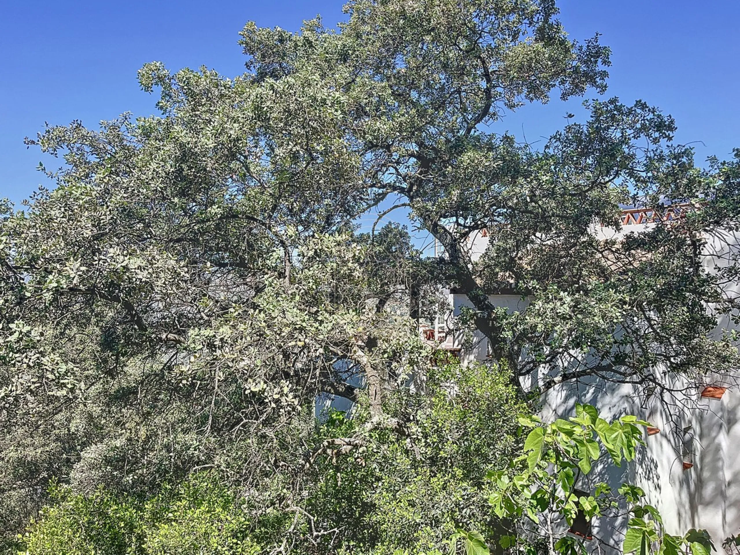 Discover Casa Feng Shui: A Unique Sanctuary in Comares