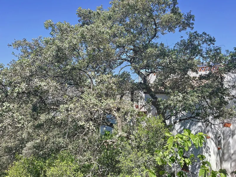 Discover Casa Feng Shui: A Unique Sanctuary in Comares