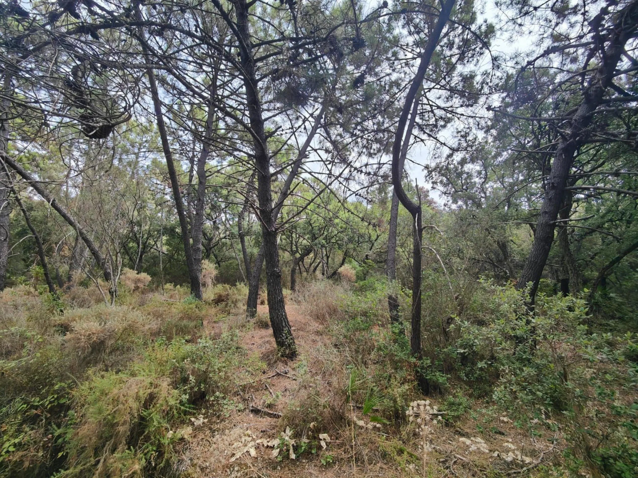 Plot - Land в продаже в Istán, Málaga. Площадь участка 150000 м²
