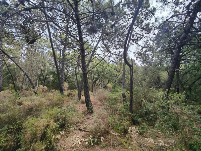 Plot - Land в продаже в Istán, Málaga. Площадь участка 150000 м²