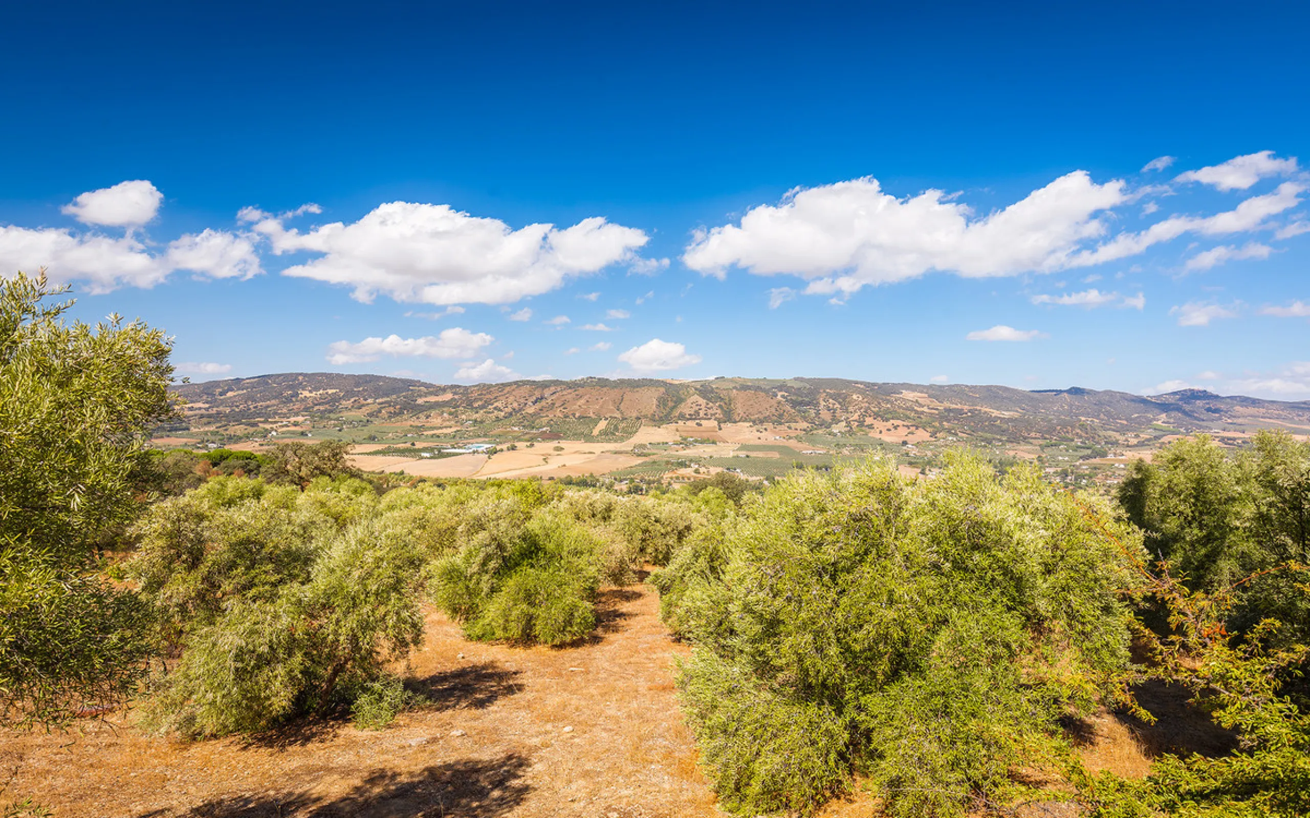 Charming rustic finca with olive trees just 2km from the centre of Ronda, featuring a spacious house of 186 built m², ideal for those seeking tranquility, space, and a connection with nature. The house is distributed over two levels. On the ground floor, 