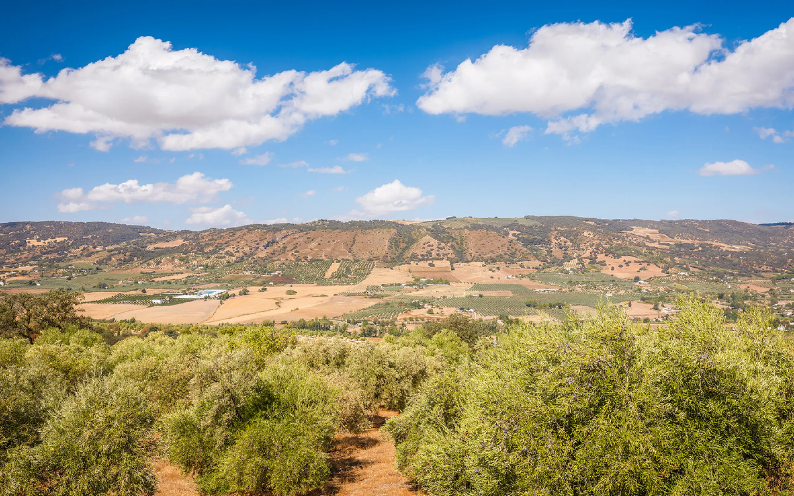 Charming rustic finca with olive trees just 2km from the centre of Ronda, featuring a spacious house of 186 built m², ideal for those seeking tranquility, space, and a connection with nature. The house is distributed over two levels. On the ground floor, 