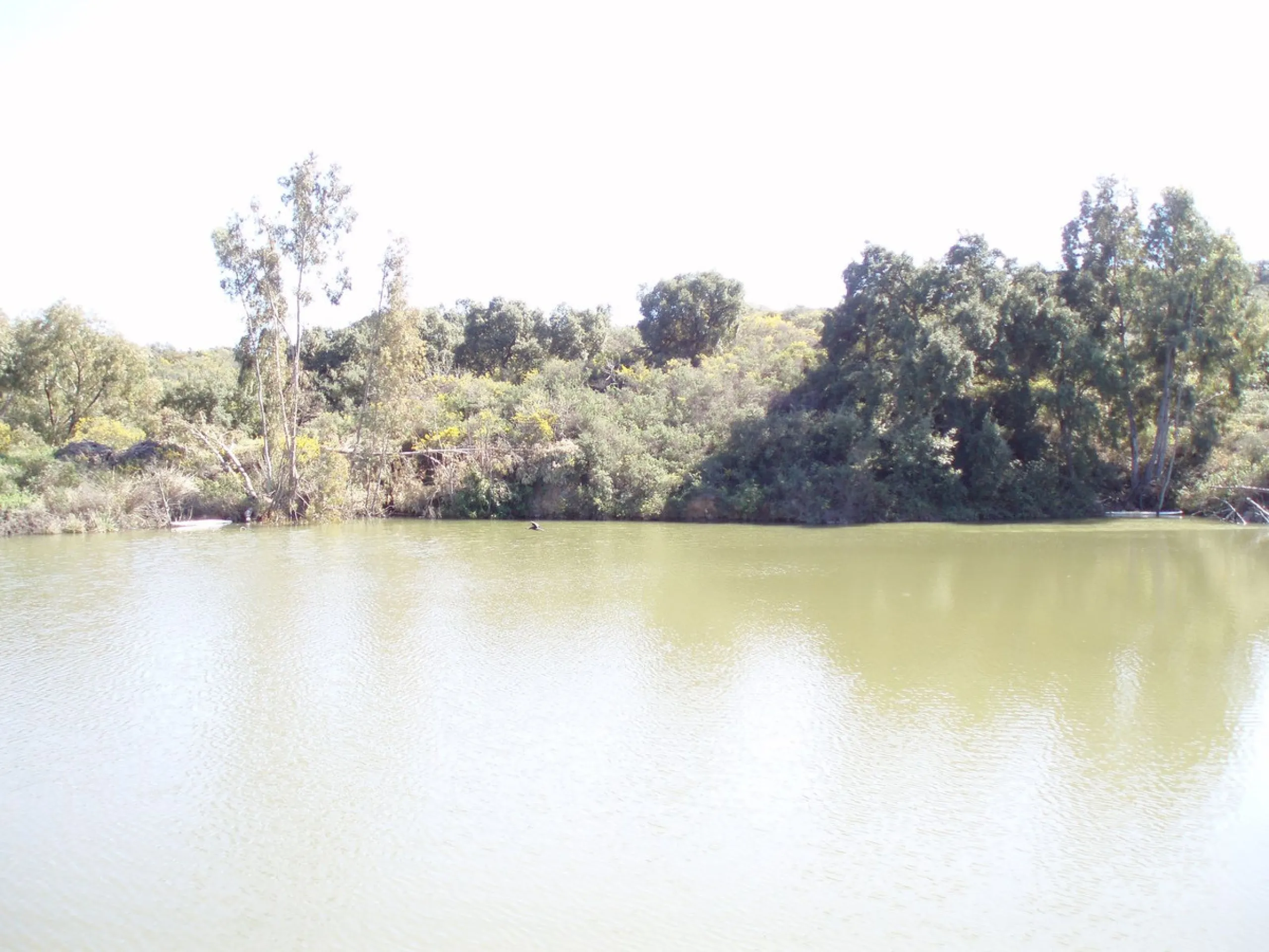 Fantastic finca in Mijas, just next to the Urbanisation El soto de Marbella. It is a rustic land with gentle slopes and fantastic views to the coast and the mountains ideal for any type of crops or animal husbandry. It has 2 houses which can be reformed a