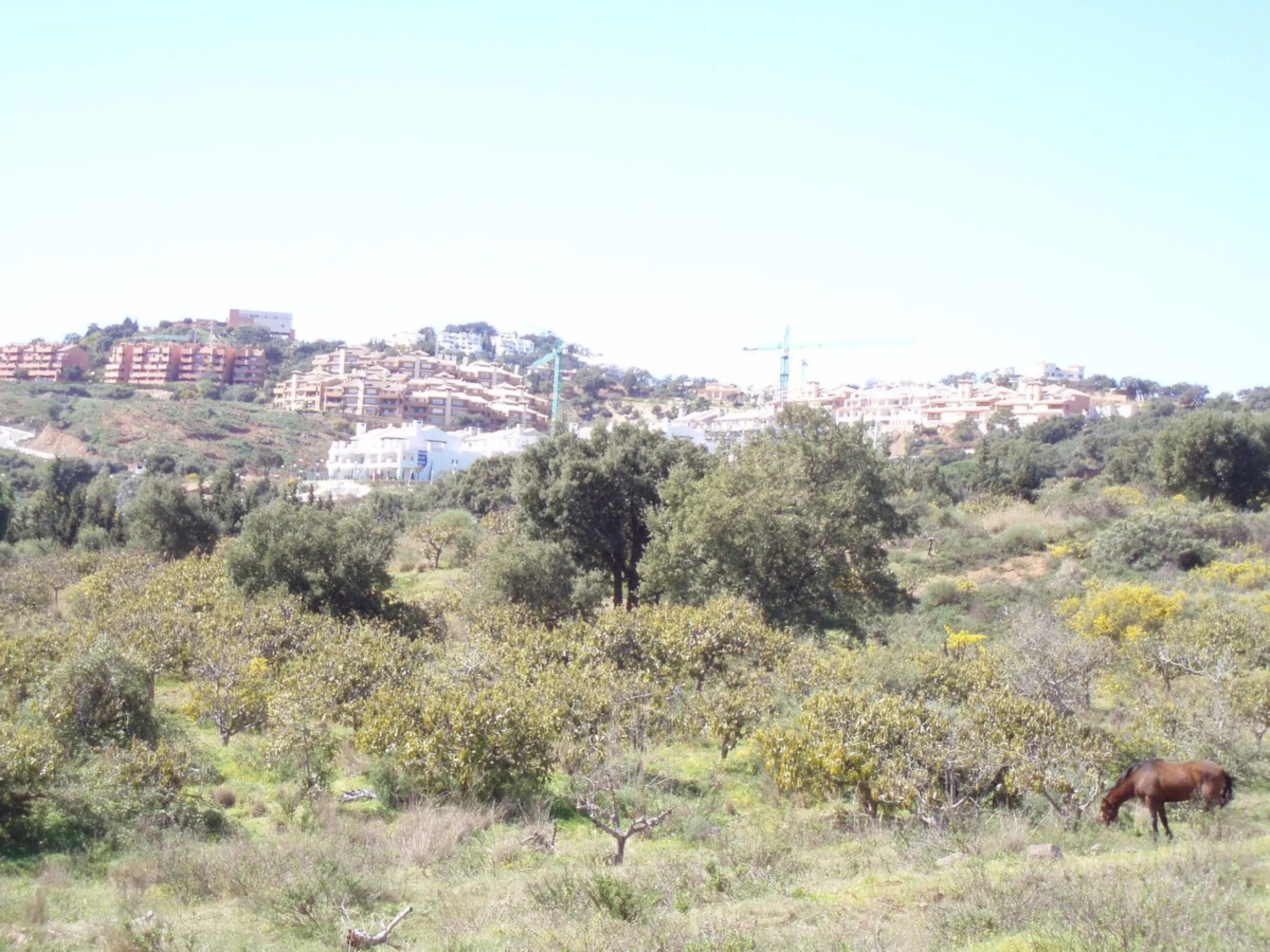 Fantastic finca in Mijas, just next to the Urbanisation El soto de Marbella. It is a rustic land with gentle slopes and fantastic views to the coast and the mountains ideal for any type of crops or animal husbandry. It has 2 houses which can be reformed a