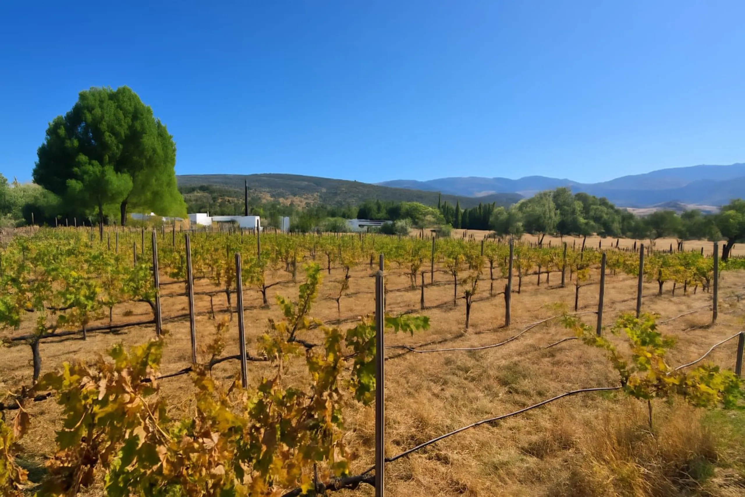 Renovated country house with pool, vineyard & panoramic views – Ronda, Fuente la Higuera