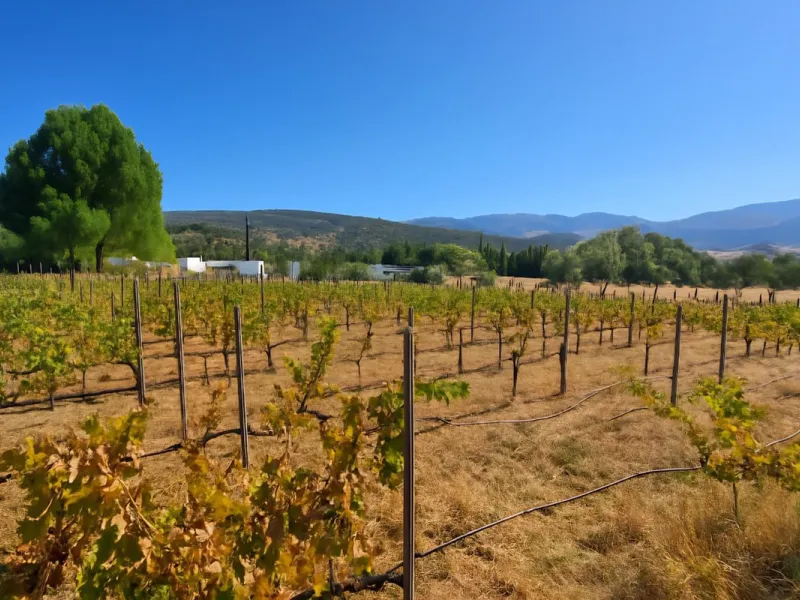 Renovated country house with pool, vineyard & panoramic views – Ronda, Fuente la Higuera