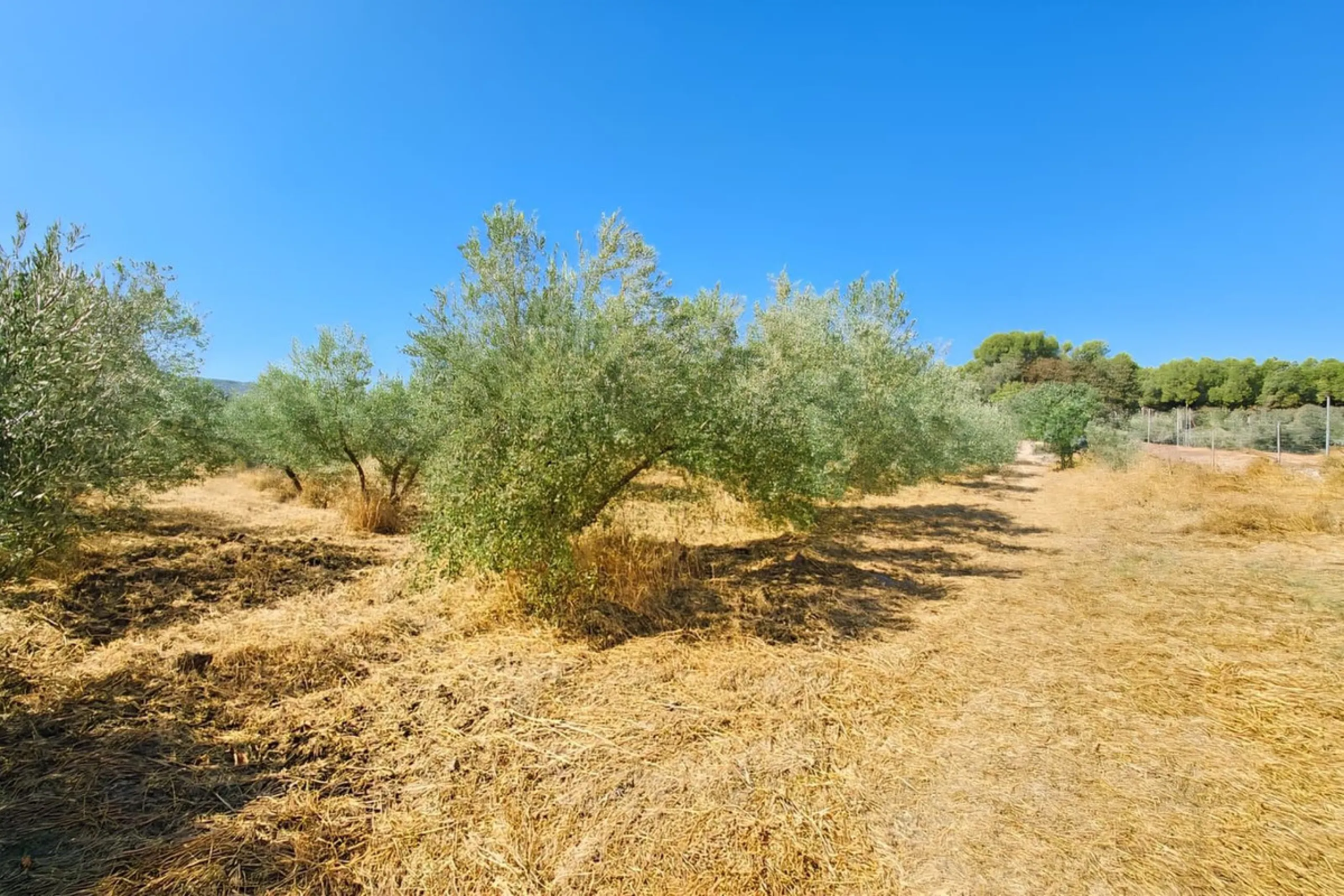 Renovated country house with pool, vineyard & panoramic views – Ronda, Fuente la Higuera