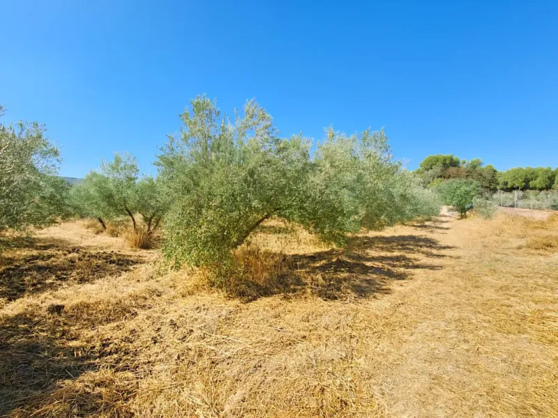 Renovated country house with pool, vineyard & panoramic views – Ronda, Fuente la Higuera