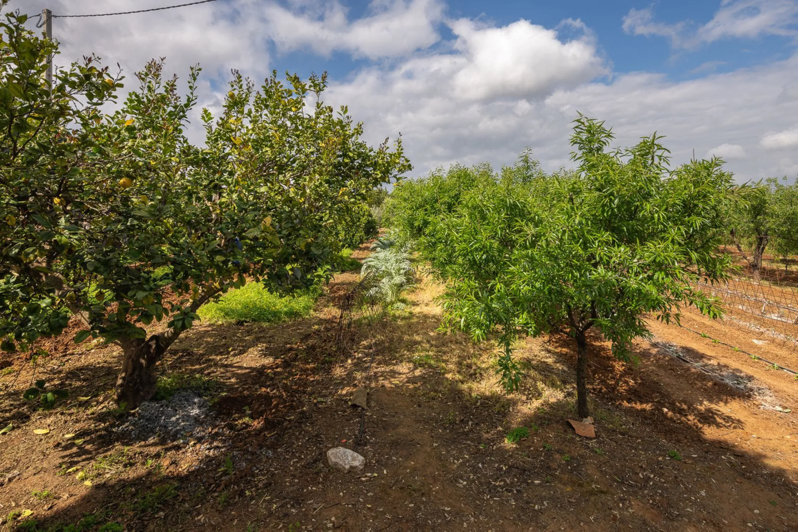 An unbeatable 11,000 m2 finca with views of the Alhaurin mountains and just 5 minutes from Lauro Golf. Within its perimeter there is a house in one level plus an independent apartment having both properties access from a really spacious cover porch. The m