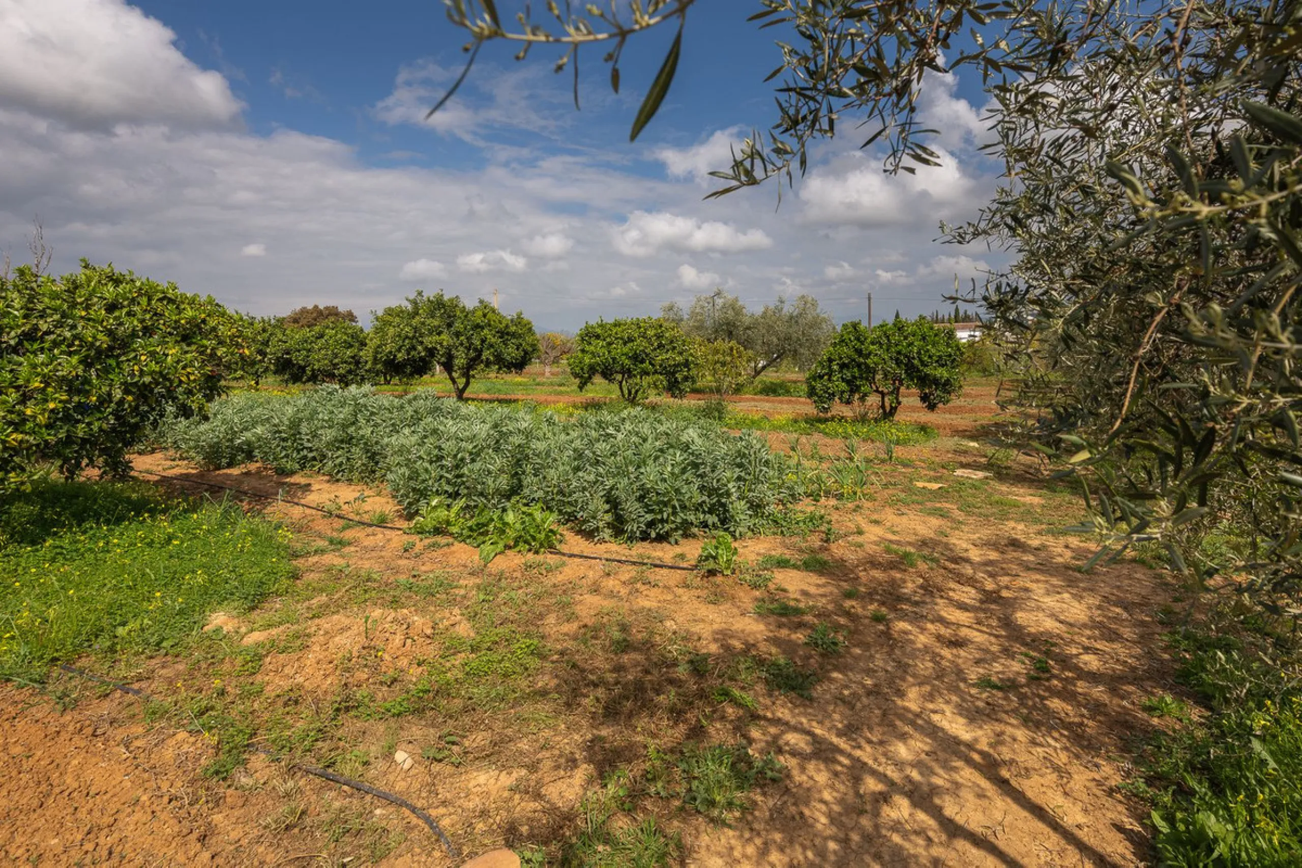 An unbeatable 11,000 m2 finca with views of the Alhaurin mountains and just 5 minutes from Lauro Golf. Within its perimeter there is a house in one level plus an independent apartment having both properties access from a really spacious cover porch. The m