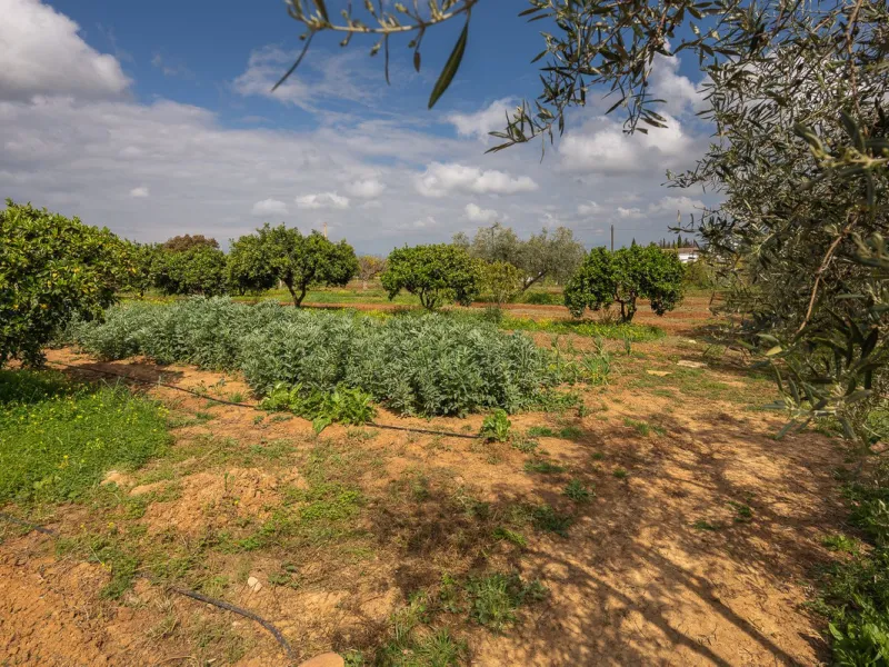An unbeatable 11,000 m2 finca with views of the Alhaurin mountains and just 5 minutes from Lauro Golf. Within its perimeter there is a house in one level plus an independent apartment having both properties access from a really spacious cover porch. The m