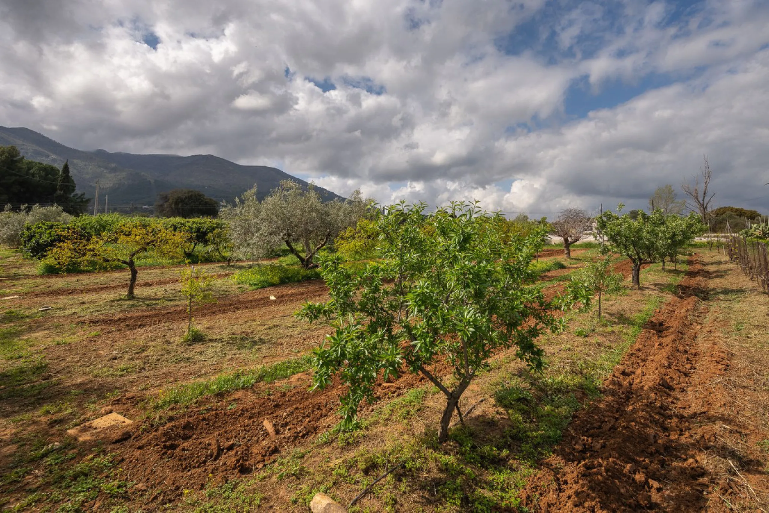An unbeatable 11,000 m2 finca with views of the Alhaurin mountains and just 5 minutes from Lauro Golf. Within its perimeter there is a house in one level plus an independent apartment having both properties access from a really spacious cover porch. The m