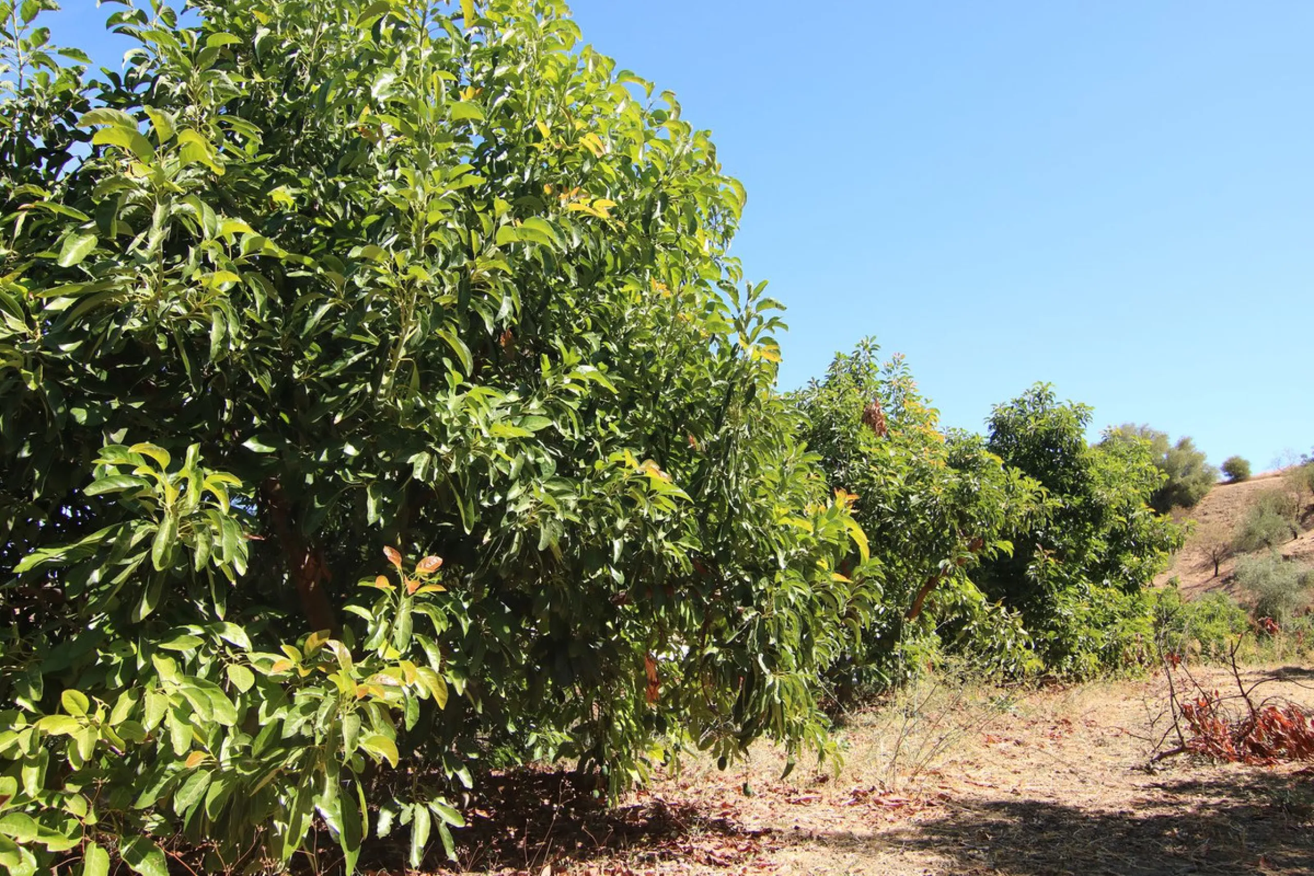 Estate for Sale in Tolox