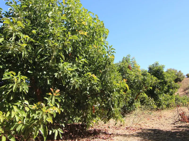 Estate for Sale in Tolox