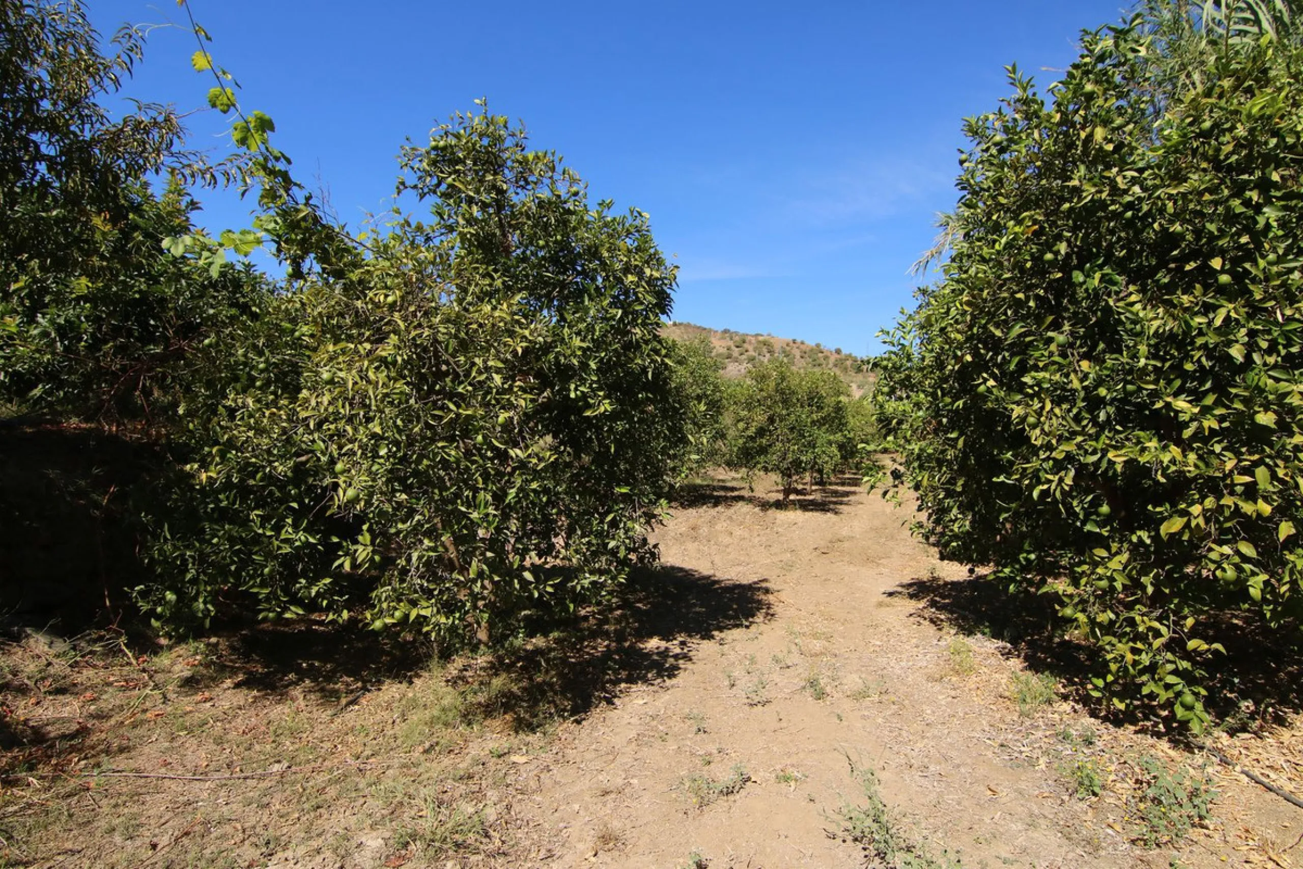 Estate for Sale in Tolox