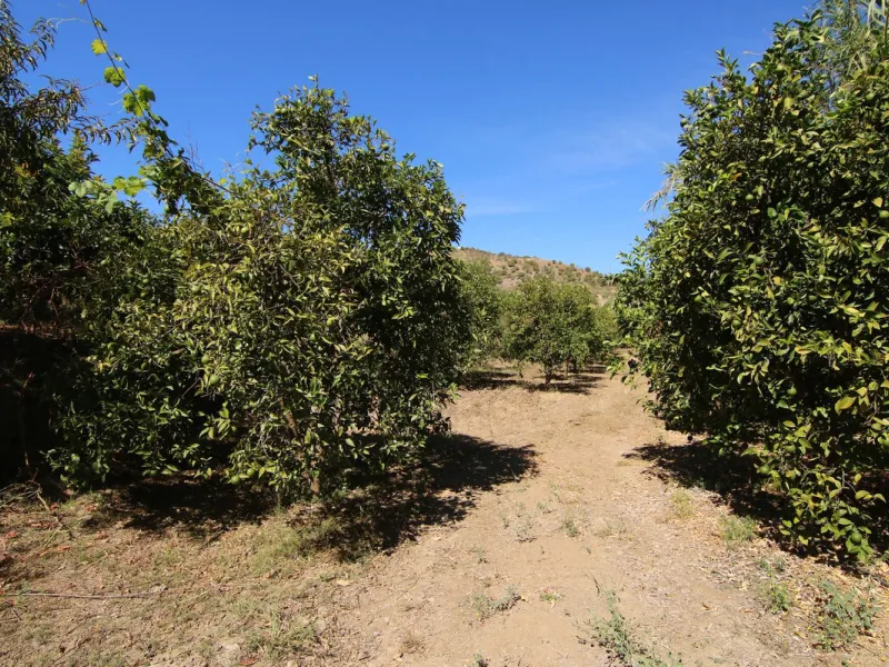 Estate for Sale in Tolox