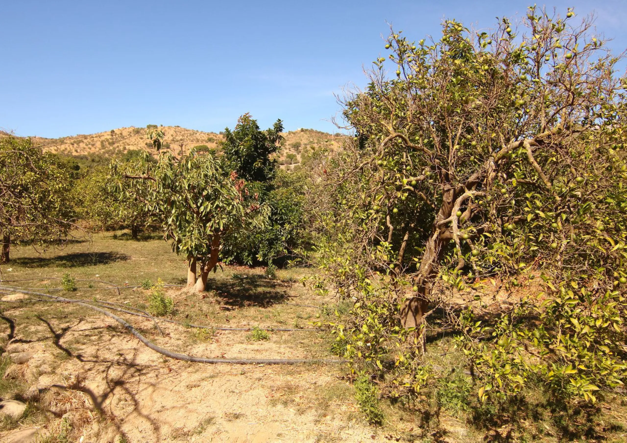 Estate for Sale in Tolox