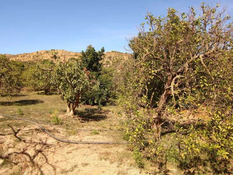 Estate for Sale in Tolox