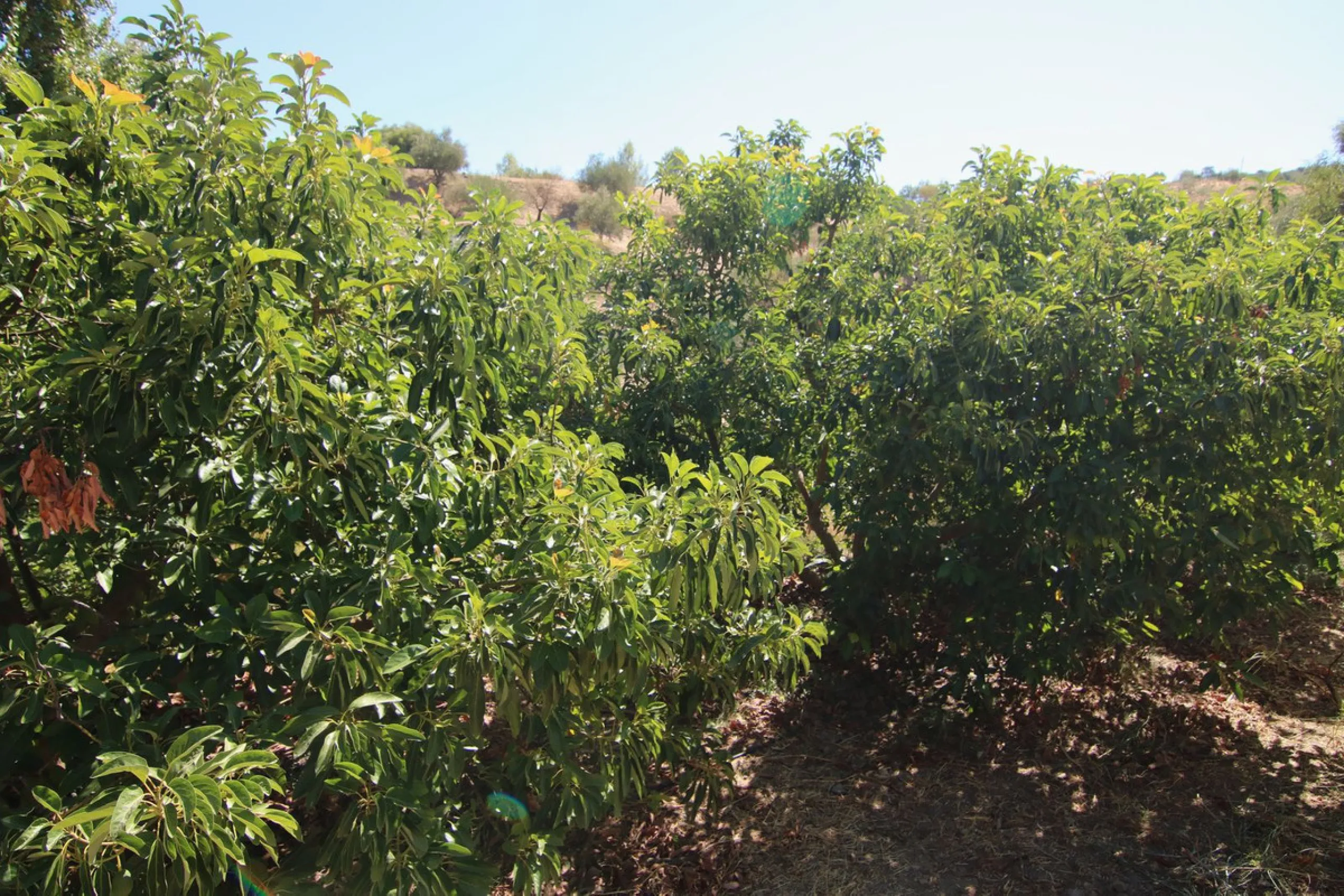 Estate for Sale in Tolox