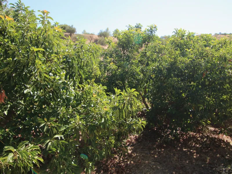 Estate for Sale in Tolox
