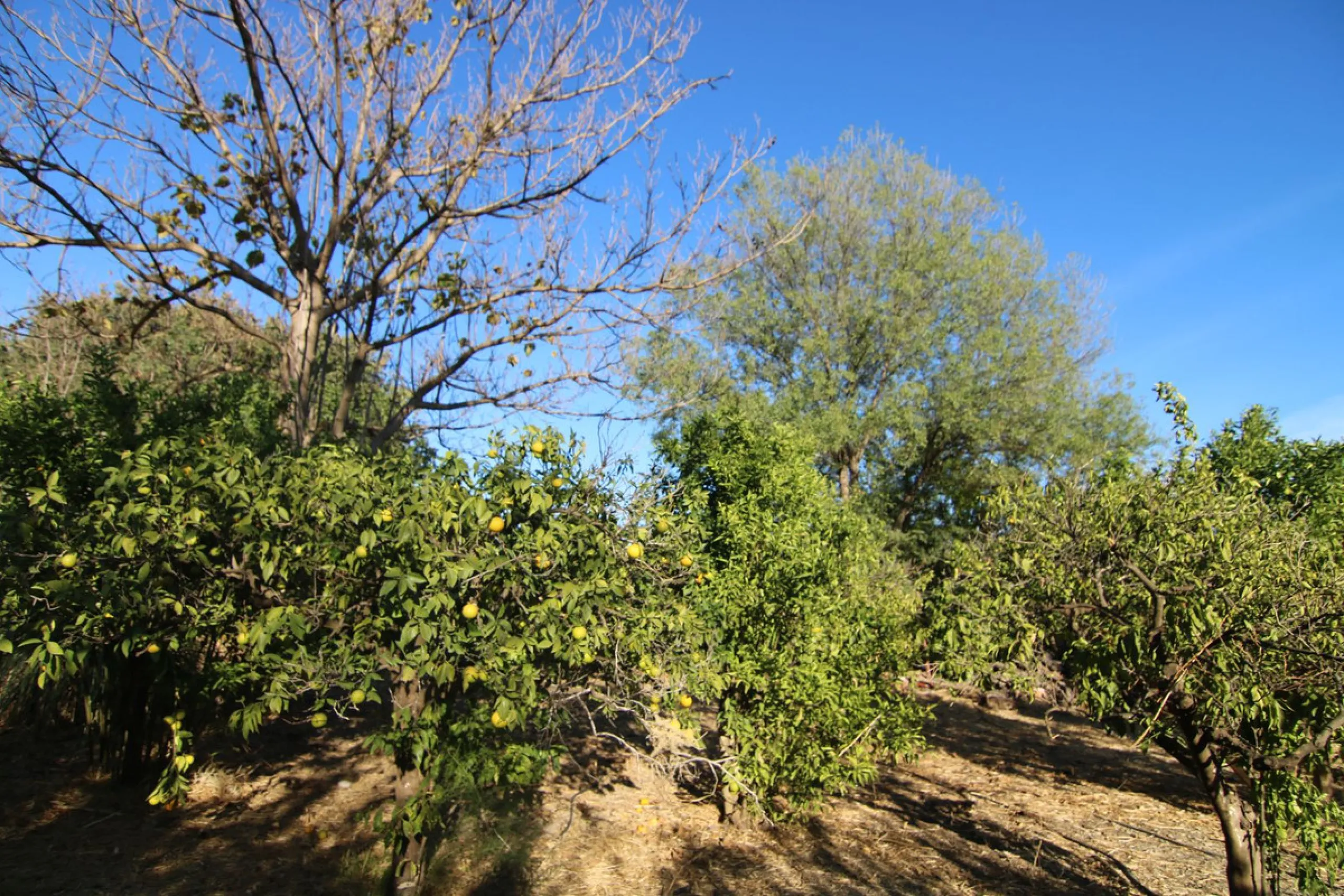 SPECTACULAR PLOT OF ALMOST 6000 METERS WITH HOUSE, STORAGE BUILDING, JUST A STONE'S THROW FROM MALAGA AND THE CAMINITO DEL REY...