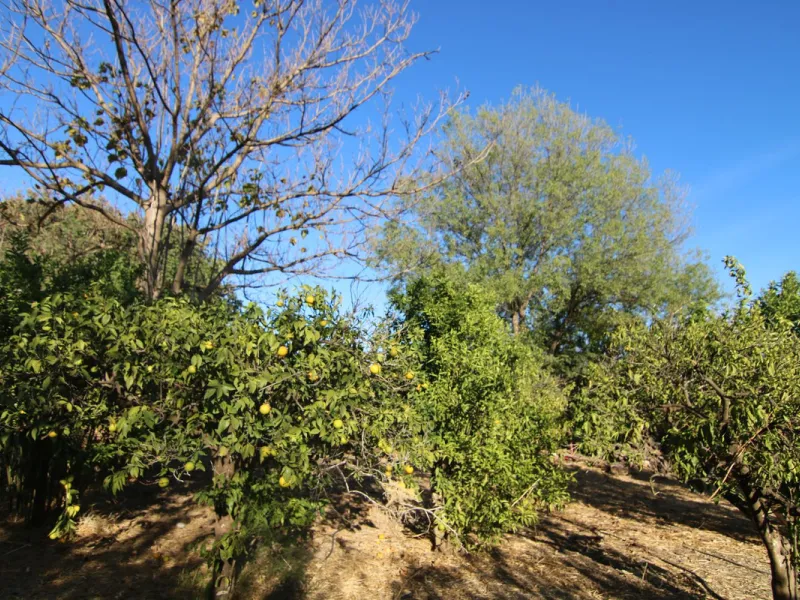SPECTACULAR PLOT OF ALMOST 6000 METERS WITH HOUSE, STORAGE BUILDING, JUST A STONE'S THROW FROM MALAGA AND THE CAMINITO DEL REY...