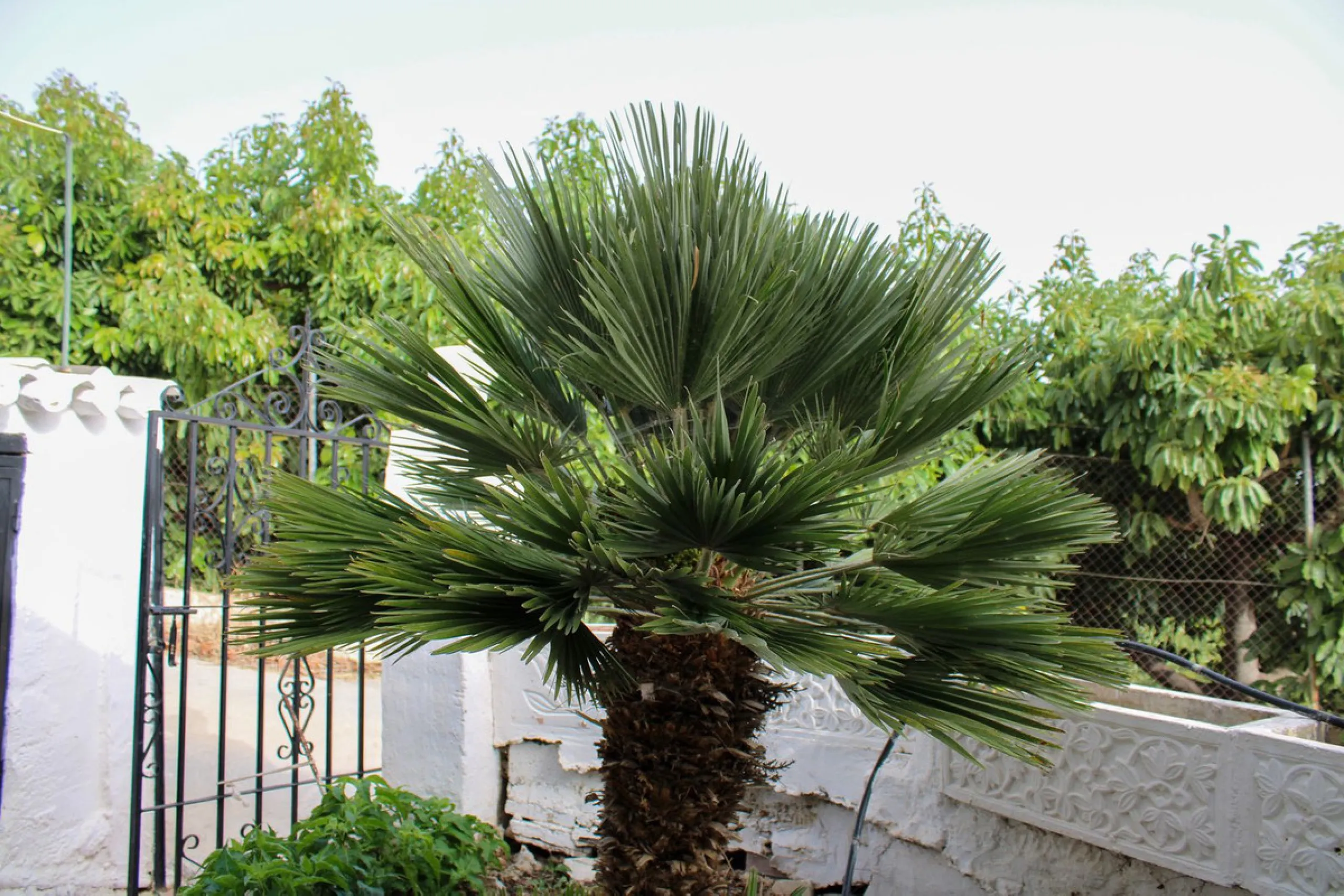 Villa with garden, private pool and three large terraces with sea views.