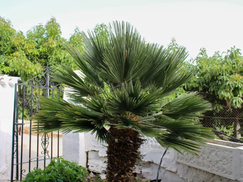 Villa with garden, private pool and three large terraces with sea views.