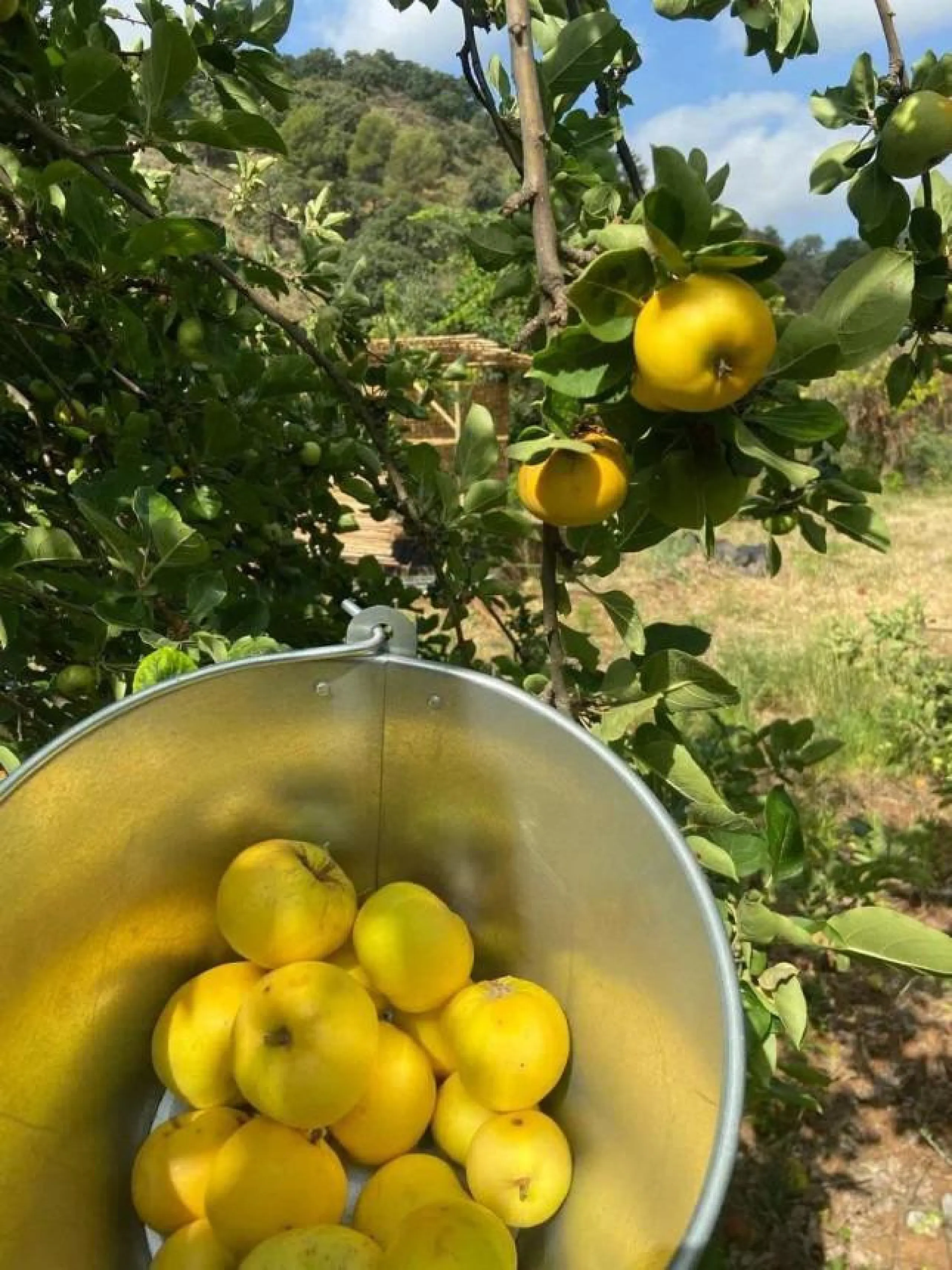 A biodynamic farm 20 minutes from Marbella, in a unique natural setting, with a river and mineral water spring at the foot of the farm, surrounded by trees. This self-sufficient farm boasts a wide variety of fruit trees and an organic garden.