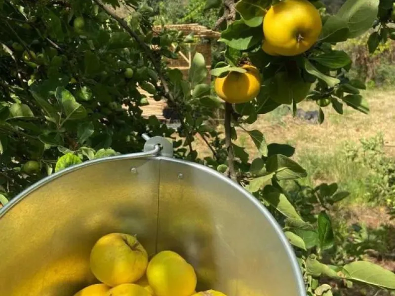 A biodynamic farm 20 minutes from Marbella, in a unique natural setting, with a river and mineral water spring at the foot of the farm, surrounded by trees. This self-sufficient farm boasts a wide variety of fruit trees and an organic garden.