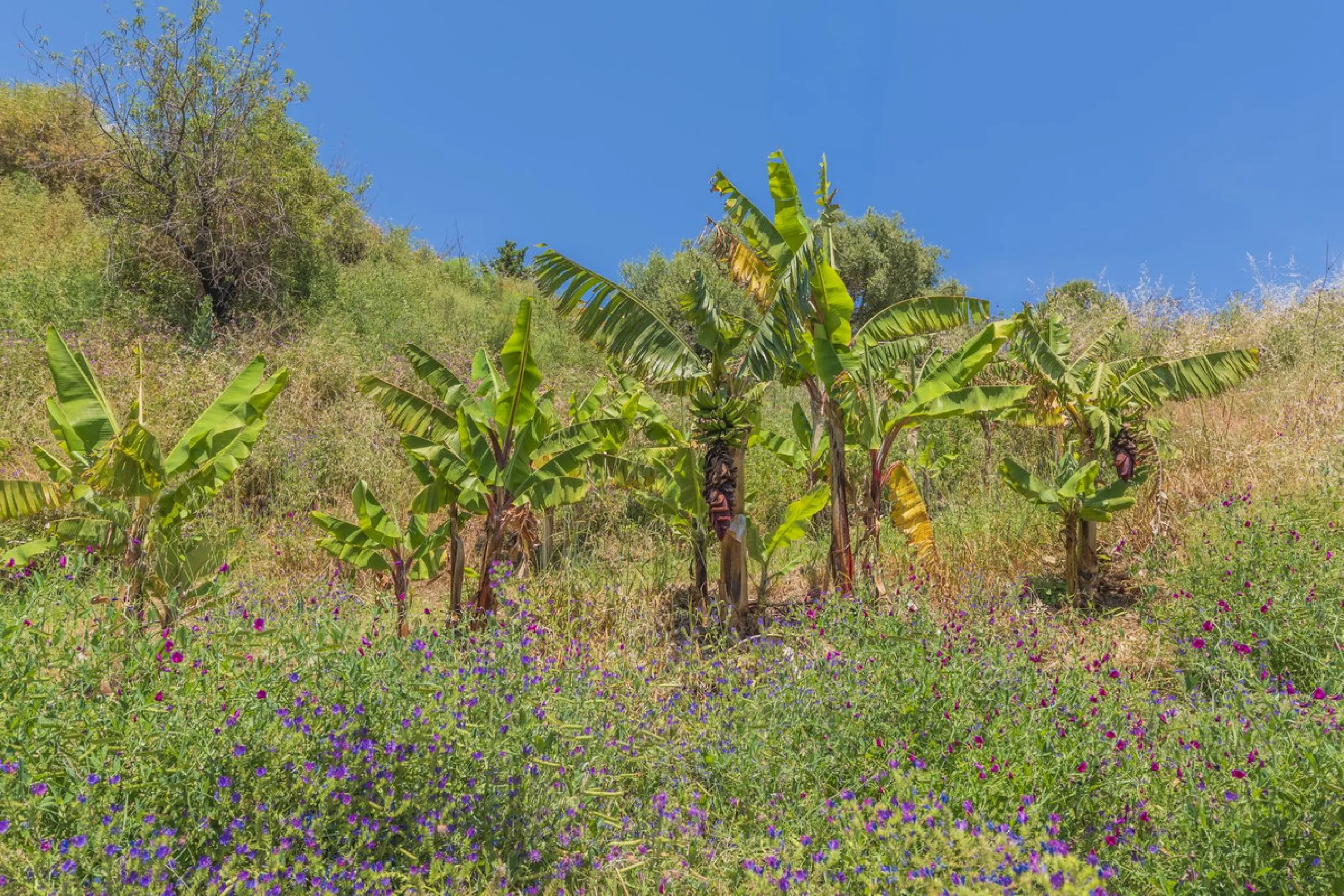 Situated at a 25 minutes walk to Estepona city and a two minute drive to the AP7 highway, this former 9 hole golf course is one of a kind.