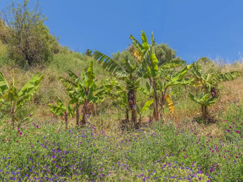 Situated at a 25 minutes walk to Estepona city and a two minute drive to the AP7 highway, this former 9 hole golf course is one of a kind.