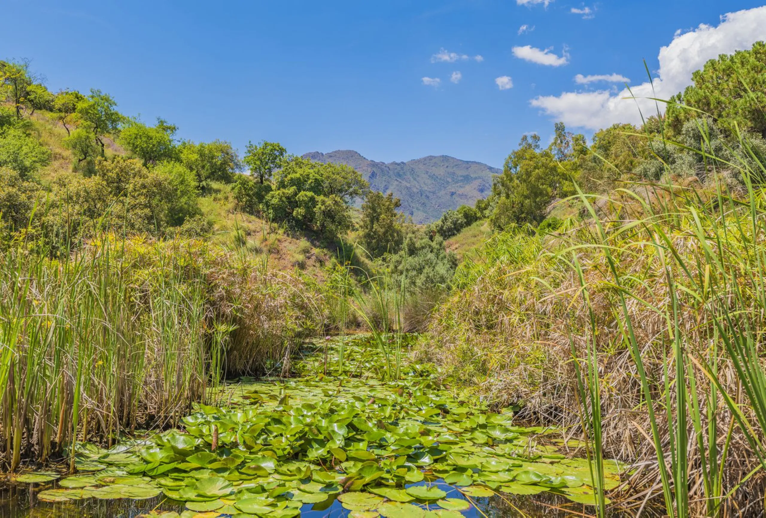 Situated at a 25 minutes walk to Estepona city and a two minute drive to the AP7 highway, this former 9 hole golf course is one of a kind.