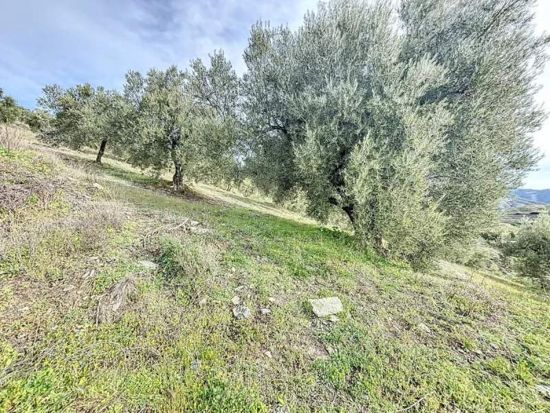 Rustic Land with Sea Views in Sedella 39,765 m2 This exceptional rustic land of 39,765 m2 is located on a hillside and offers stunning views of the sea and the surrounding landscape. With an already approved project and the possibility of changing the lan