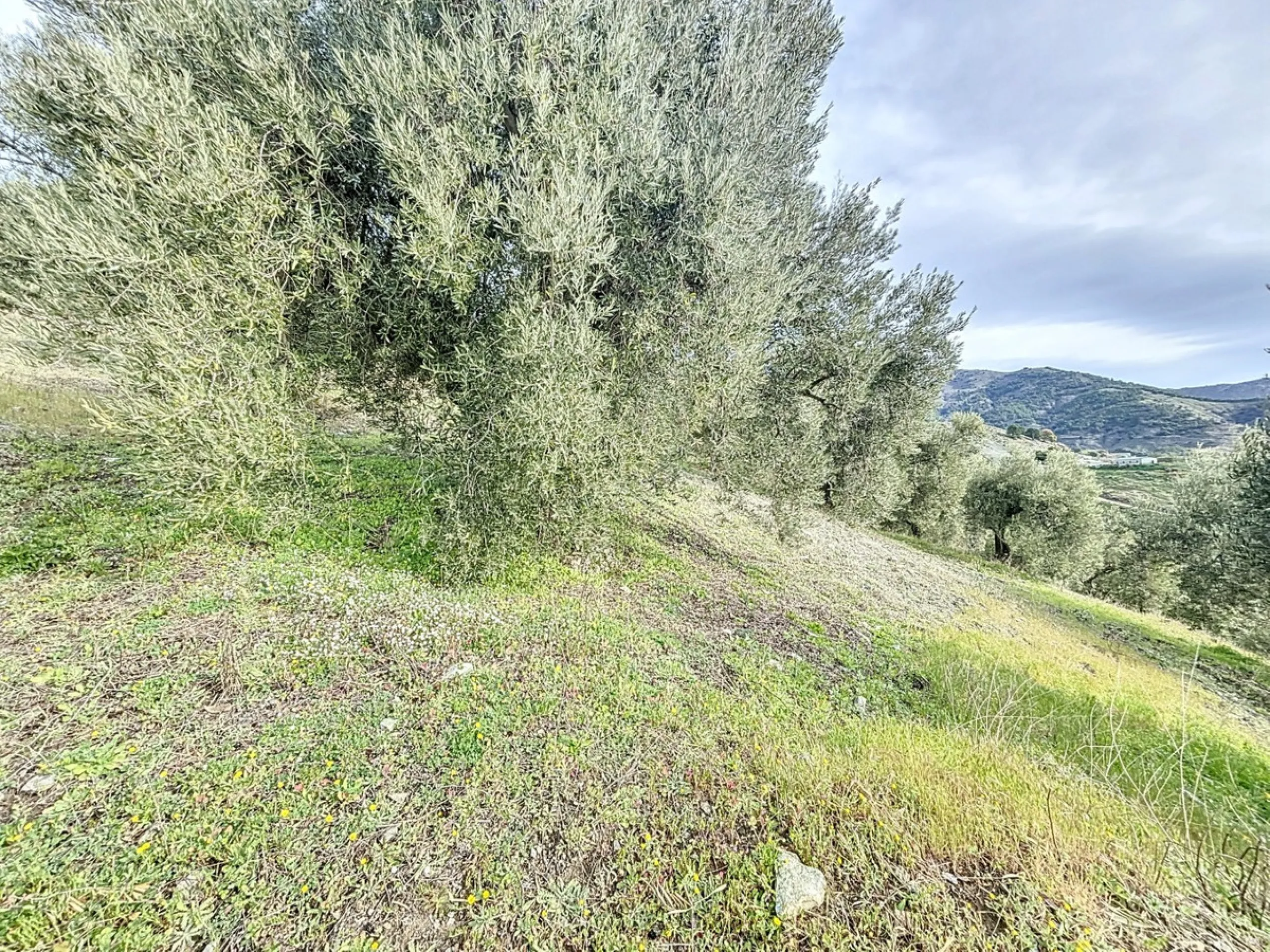 Rustic Land with Sea Views in Sedella 39,765 m2 This exceptional rustic land of 39,765 m2 is located on a hillside and offers stunning views of the sea and the surrounding landscape. With an already approved project and the possibility of changing the lan