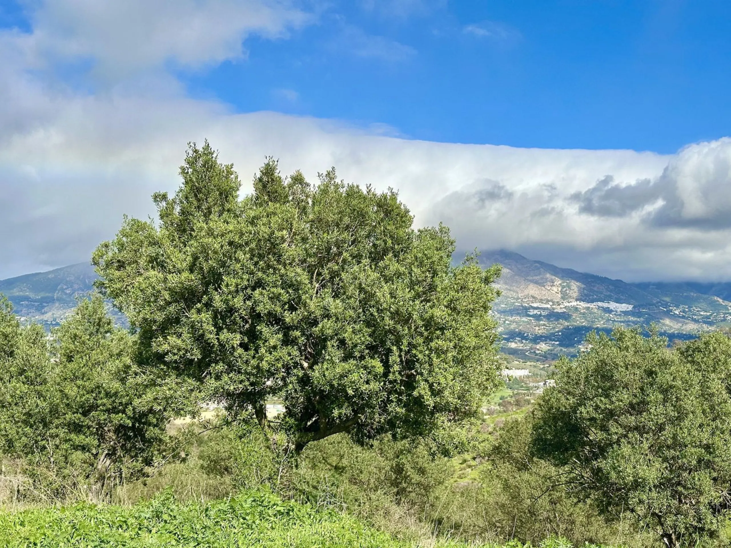 Plot - Land with Ruin в продаже в Mijas, Málaga. Площадь дома 140 м². Площадь участка 36000 м²