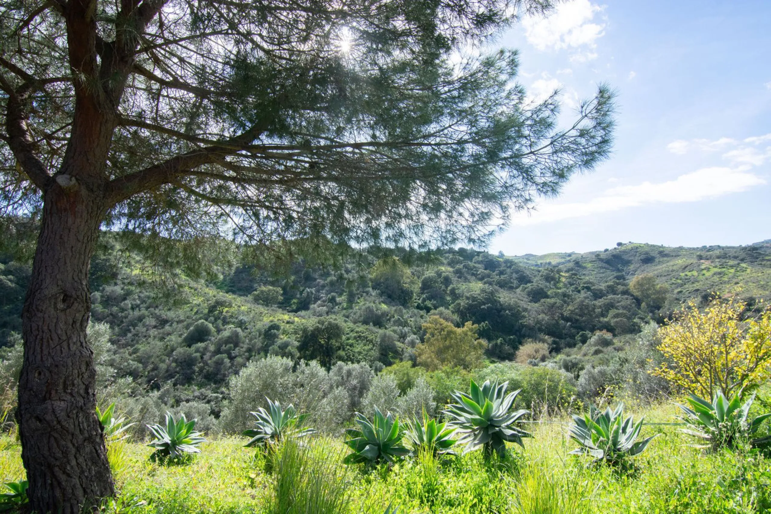 House - Finca - Cortijo в продаже в Mijas, Málaga. В доме 3 спален и 3 ванных комнат. Площадь дома 240 м². Площадь участка 6462 м²
