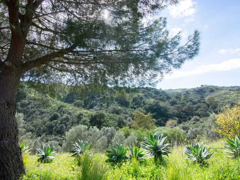 This charming finca, located in Mijas Costa, offers a solid wooden house with stunning open views of the surrounding mountains. Nestled in a protected natural area between La Cala Golf and La Mairena, the property is fully fenced and includes facilities f