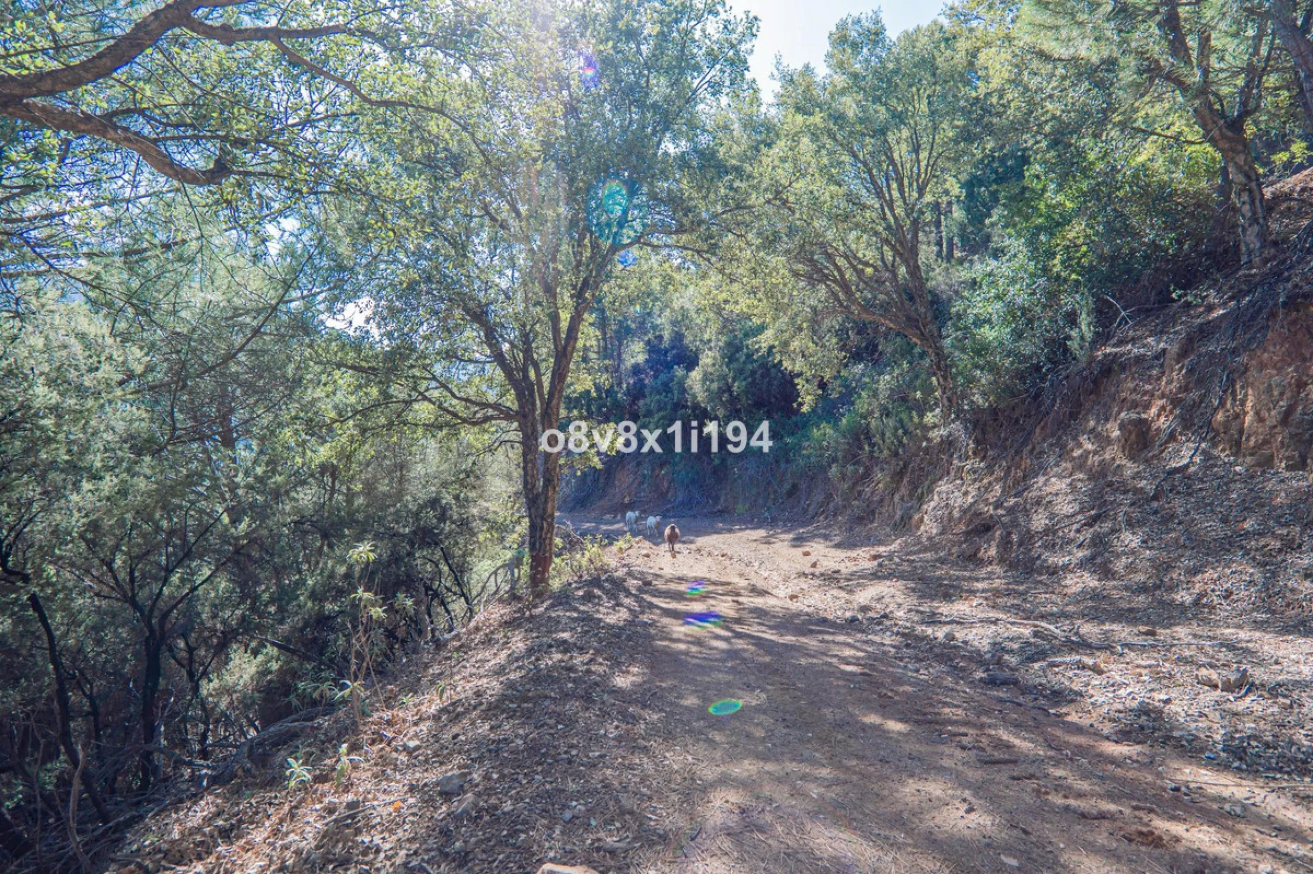 We are delighted to present this magnificent 30-hectare estate located on the outskirts of Jubrique, nestled in the breathtaking Valle del Genal. Surrounded by forests, mountains, and pristine nature, this exclusive property offers absolute privacy, makin