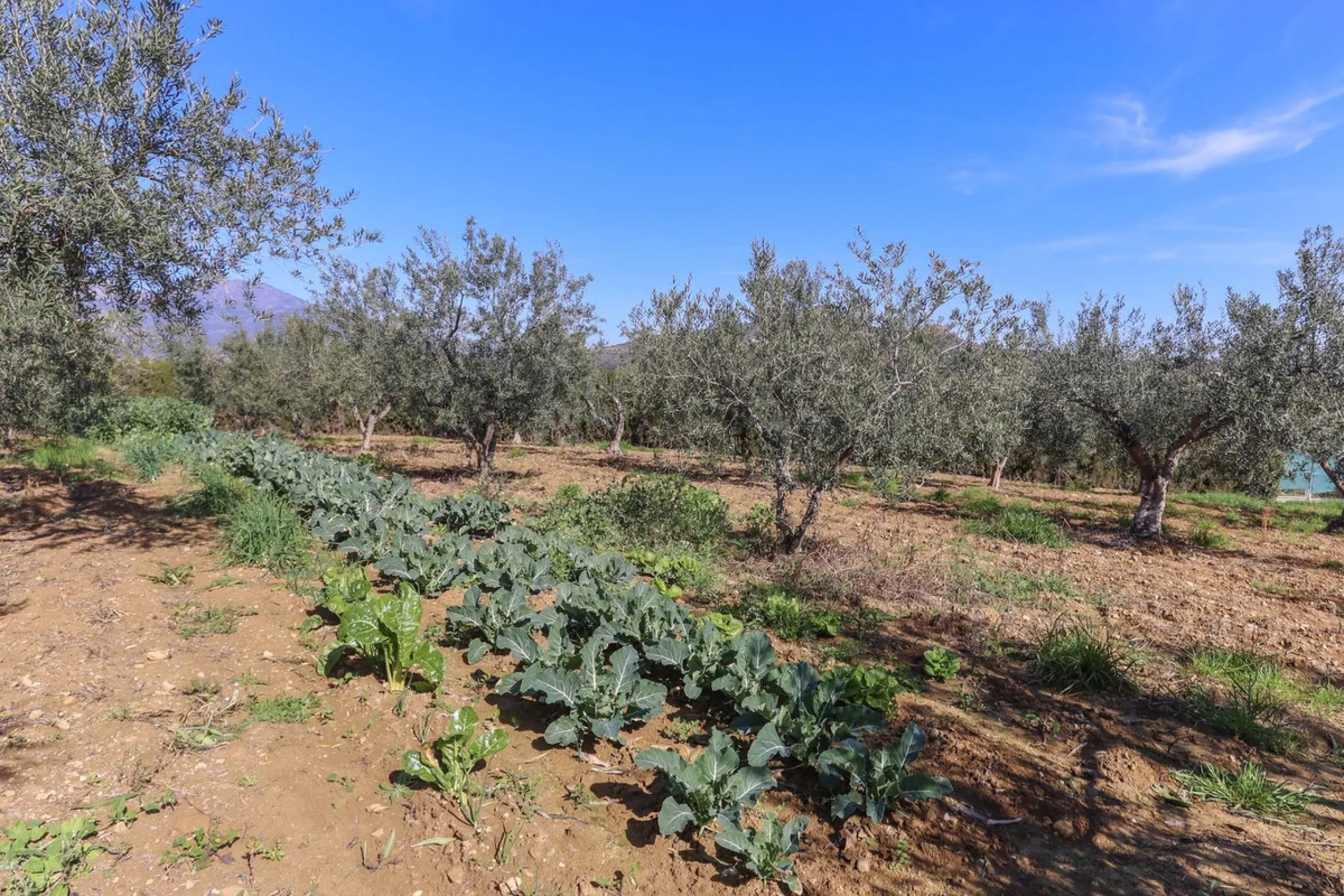 Beautifully Presented Finca