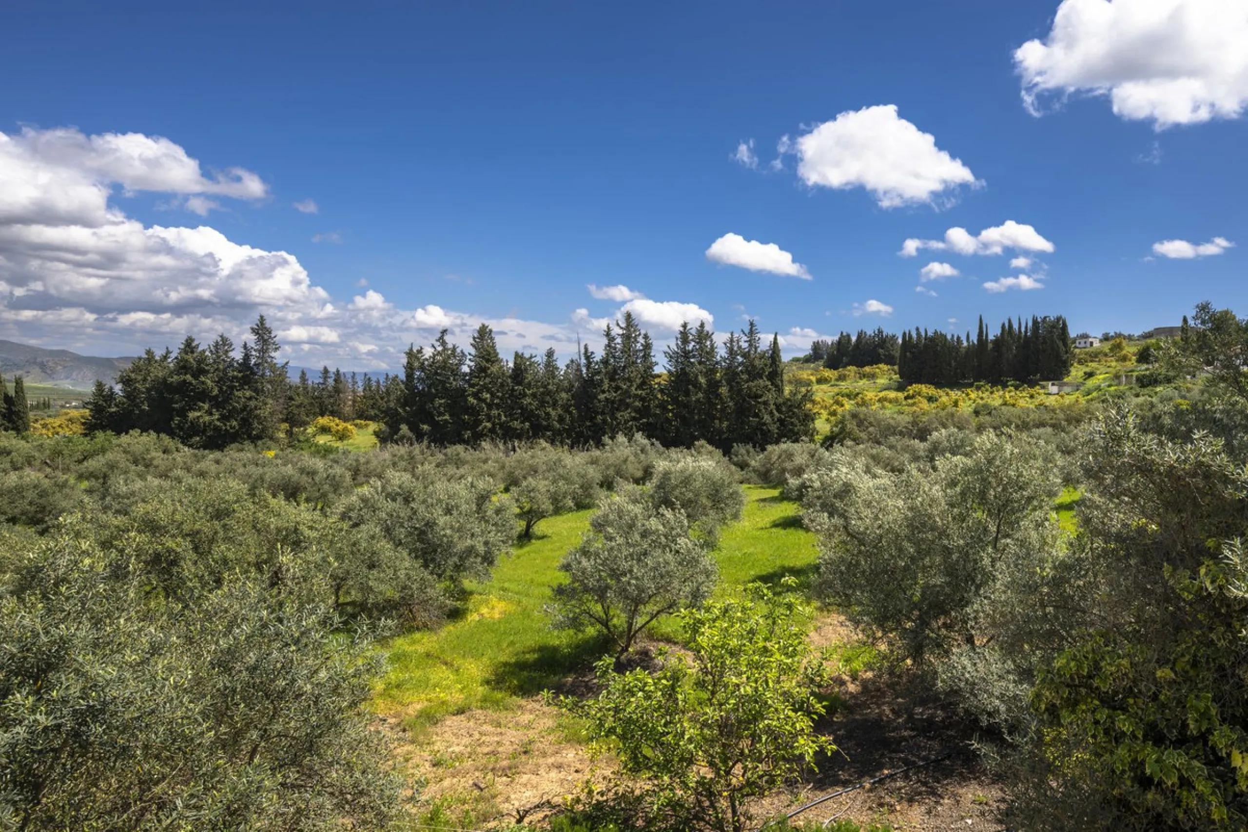This magnificent finca offers the best of both worlds a luxurious, stylish property in a tranquil setting close to everything you need. Just five minutes driving from Alhaurin el Grande and 25 minutesfrom the airport. Perfect access, lovely views to the c