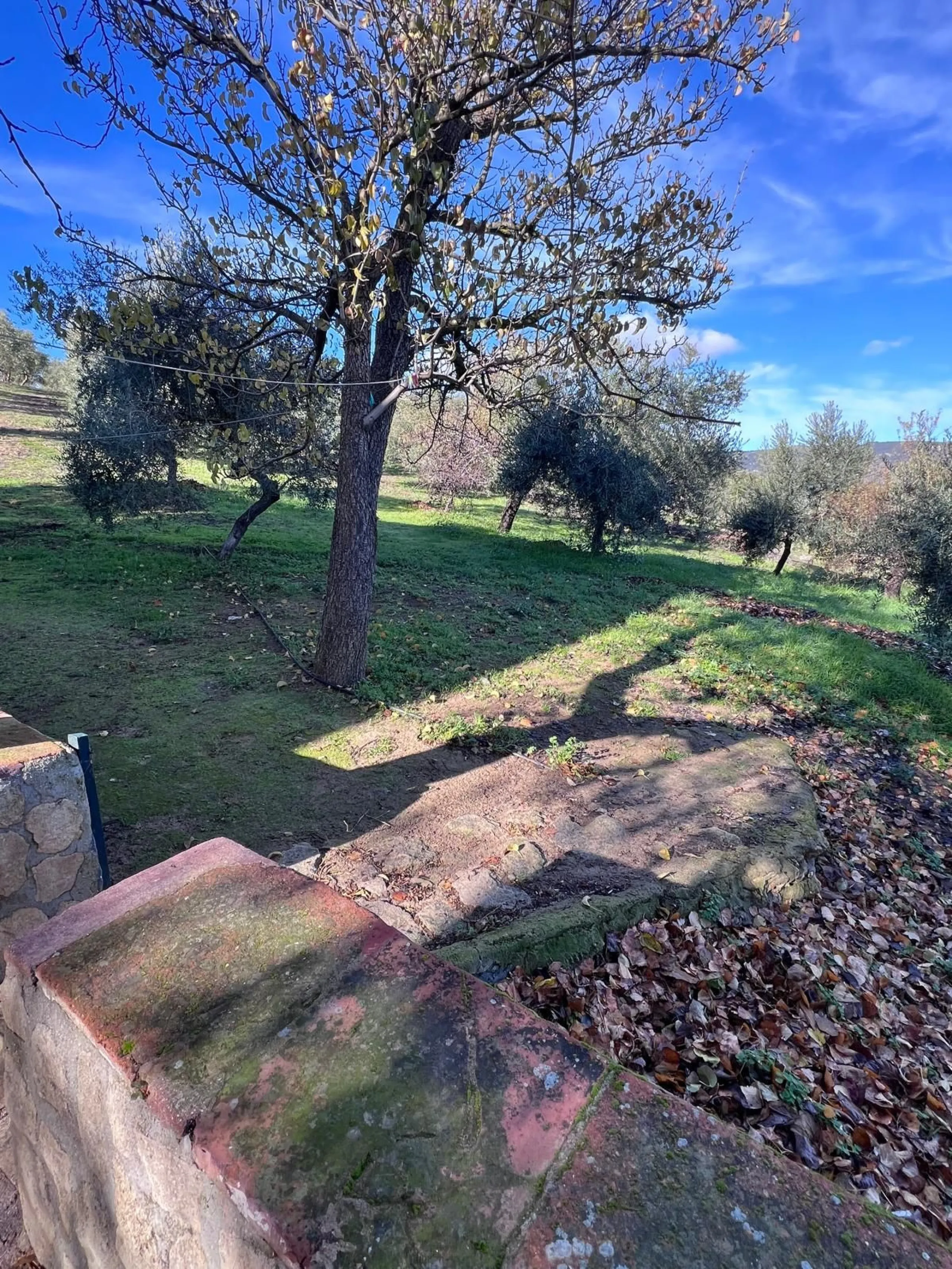 House - Finca - Cortijo в продаже в Ronda, Málaga. В доме 6 спален и 2 ванных комнат. Площадь дома 200 м². Площадь участка 100000 м²