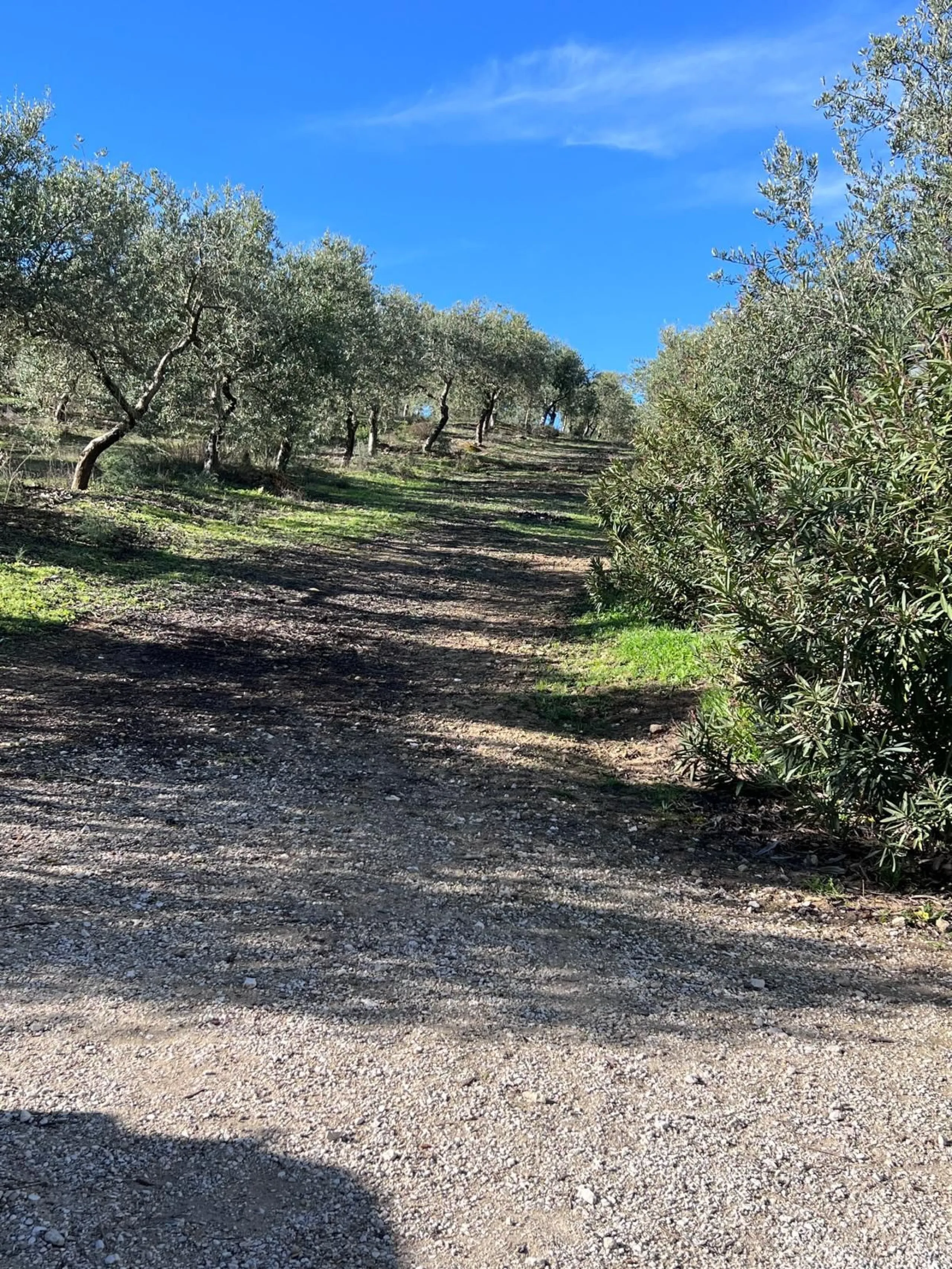 House - Finca - Cortijo в продаже в Ronda, Málaga. В доме 6 спален и 2 ванных комнат. Площадь дома 200 м². Площадь участка 100000 м²
